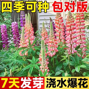 鲁冰花种子四季花开不断耐寒耐热多年生宿根花卉羽扇豆种子易种活