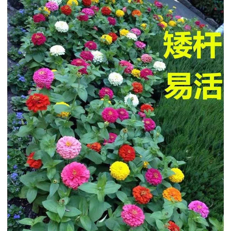 矮杆重瓣百日草花籽格桑种