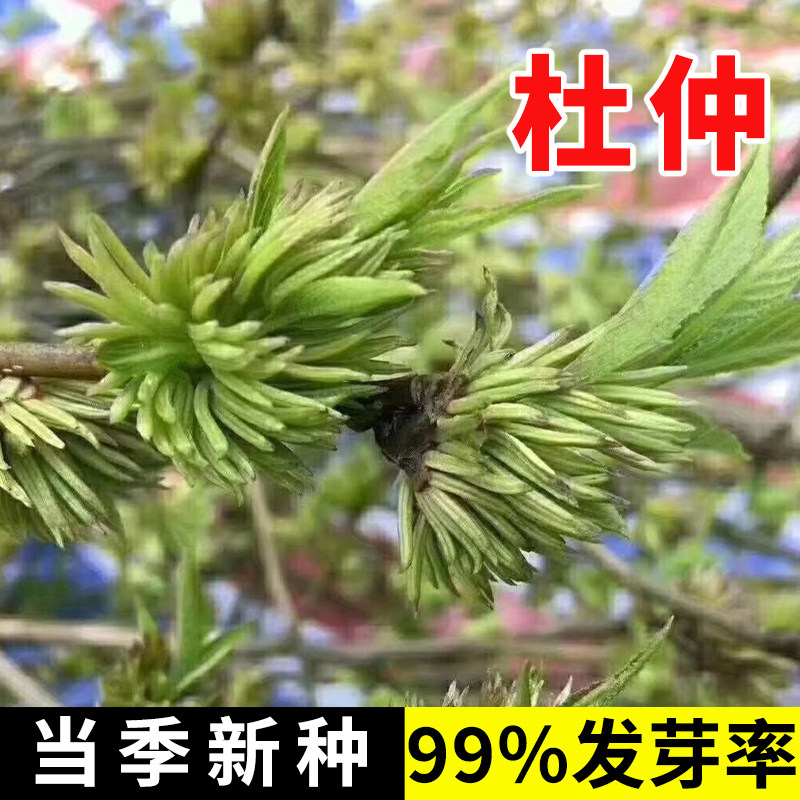 杜仲种子精选杜仲树种子新采杜仲种籽中药材杜仲丝棉皮胶树多年生