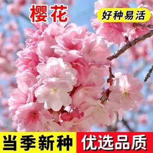 樱花树种子种籽四季阳台观赏植物室内小盆栽易种易活林木绿化
