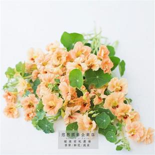 旱金莲藤蔓植物爬藤庭院花种子四季室外鲜花北方适合冬天种的花籽