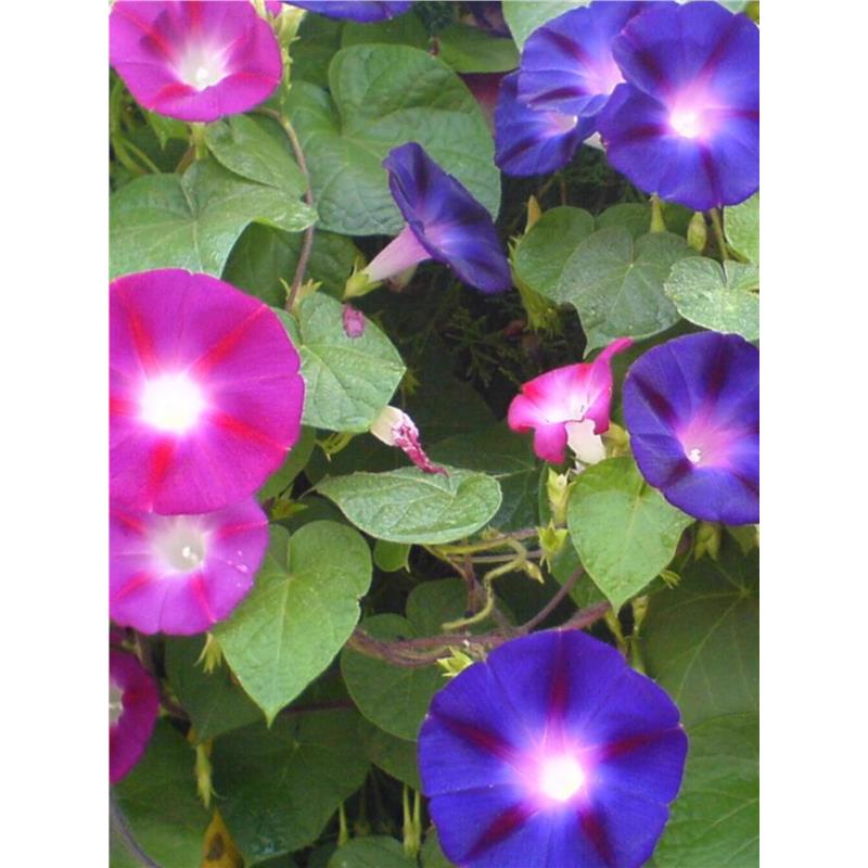 牵牛花种子喇叭花室外爬藤爬墙花卉混色开花不断盆栽易活播种种籽