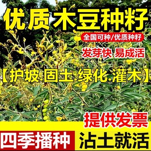 木豆种子多年生四季播种耐干旱耐贫瘠饲料绿肥豆蓉树三叶豆草种籽