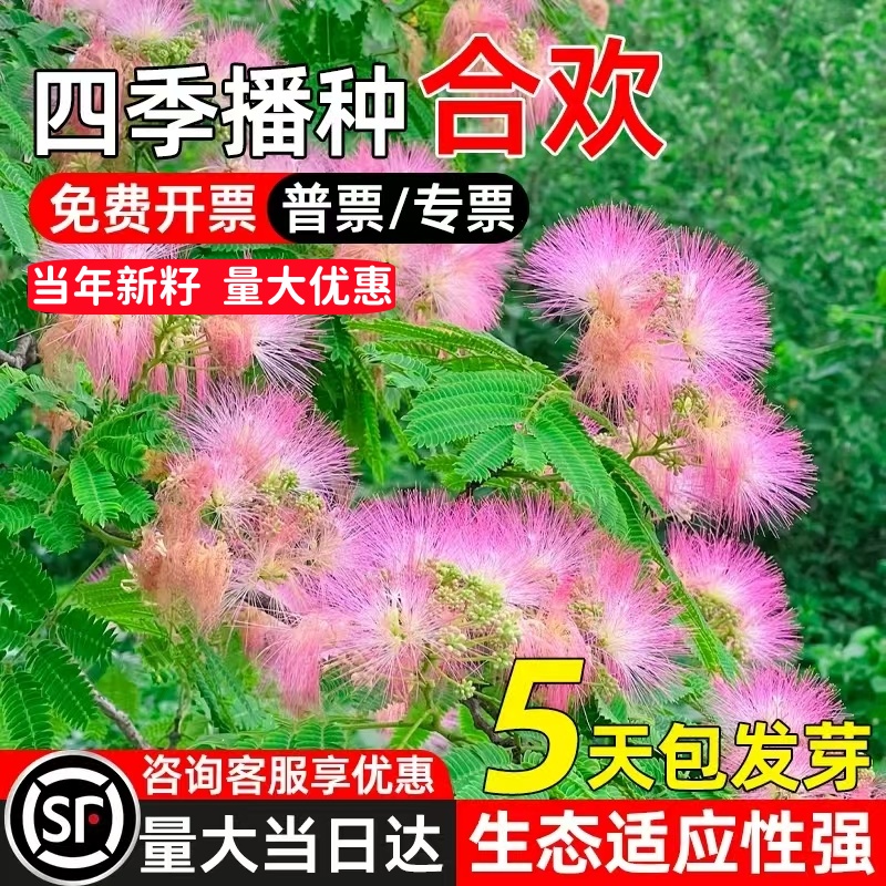 合欢种子耐贫瘠灌木边坡绿