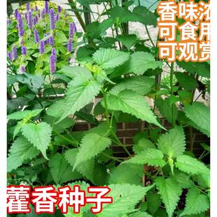 藿香种子食用解暑正气香草种籽孑易活播种室内阳台盆栽庭院多年生