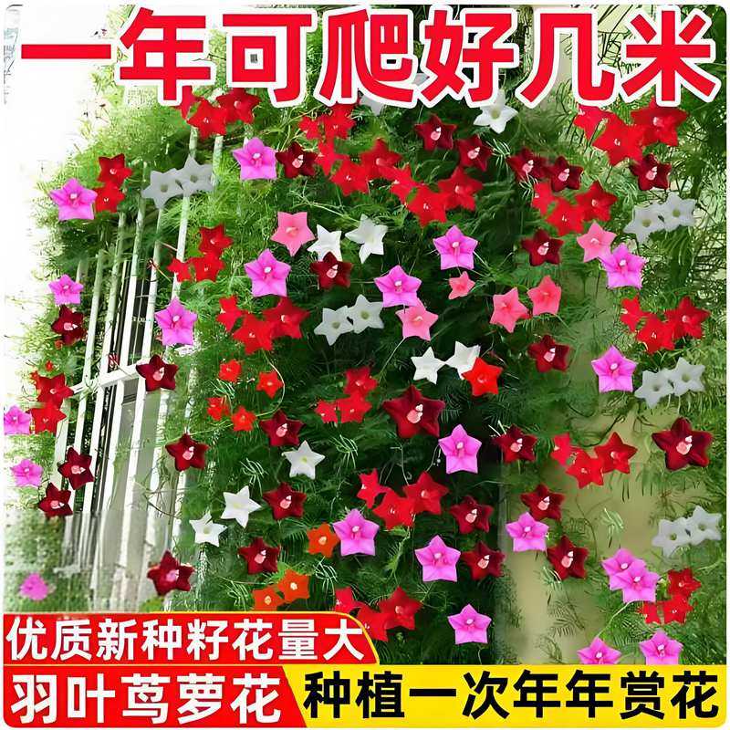 羽叶茑萝花种子五角星花爬藤爬墙花卉庭院阳台盆栽四季易种花种籽