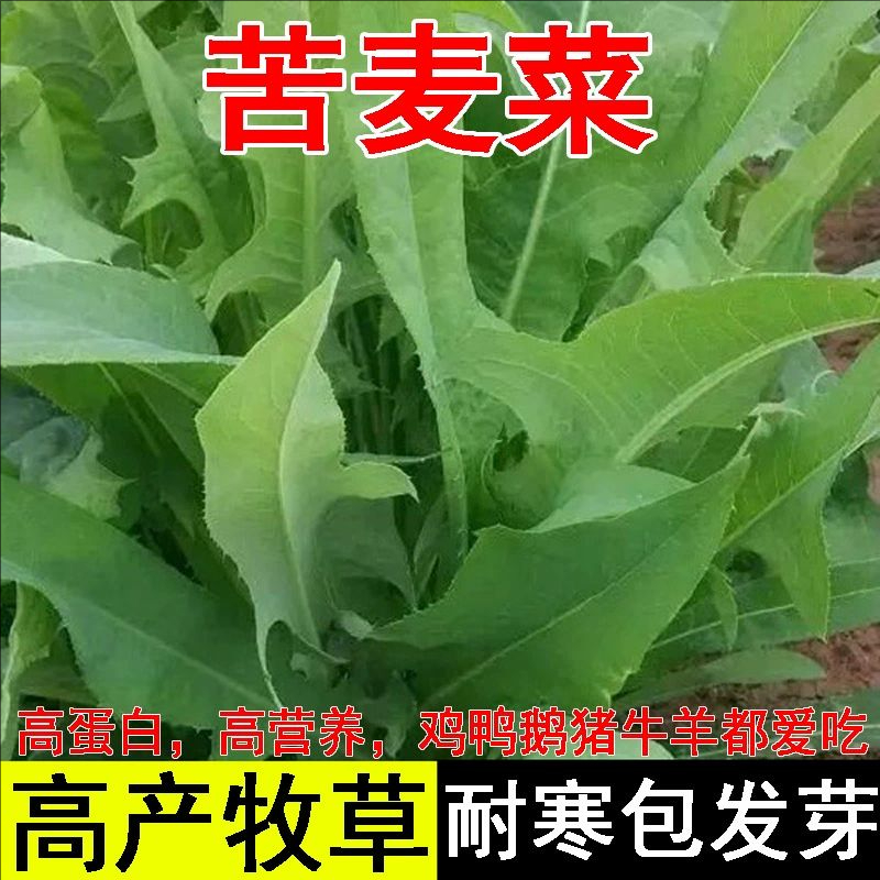 苦麦菜种籽大叶四季牧草苦麻菜马兔鱼喂猪鸡鸭鹅吃的草苦荬菜种子