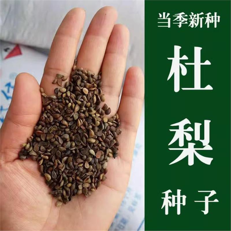 新采杜梨种子棠树嫁接砧