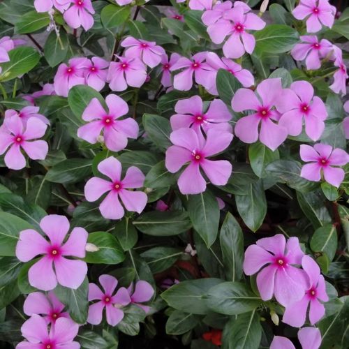 长春花种子日四季播开易活