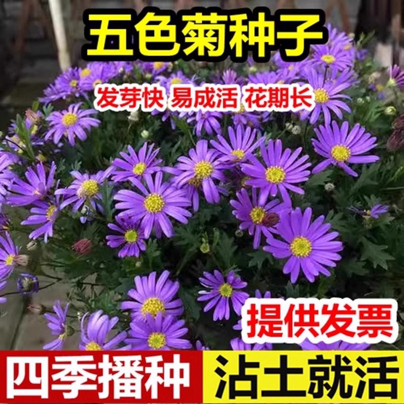 五色菊种子籽庭院景观花姬小菊种籽好种阳台盆栽易活春播夏秋开花,鲜花速递/花卉仿真/绿植园艺,家庭园艺种子,淘宝优惠券,粉丝福利购,淘宝优惠卷