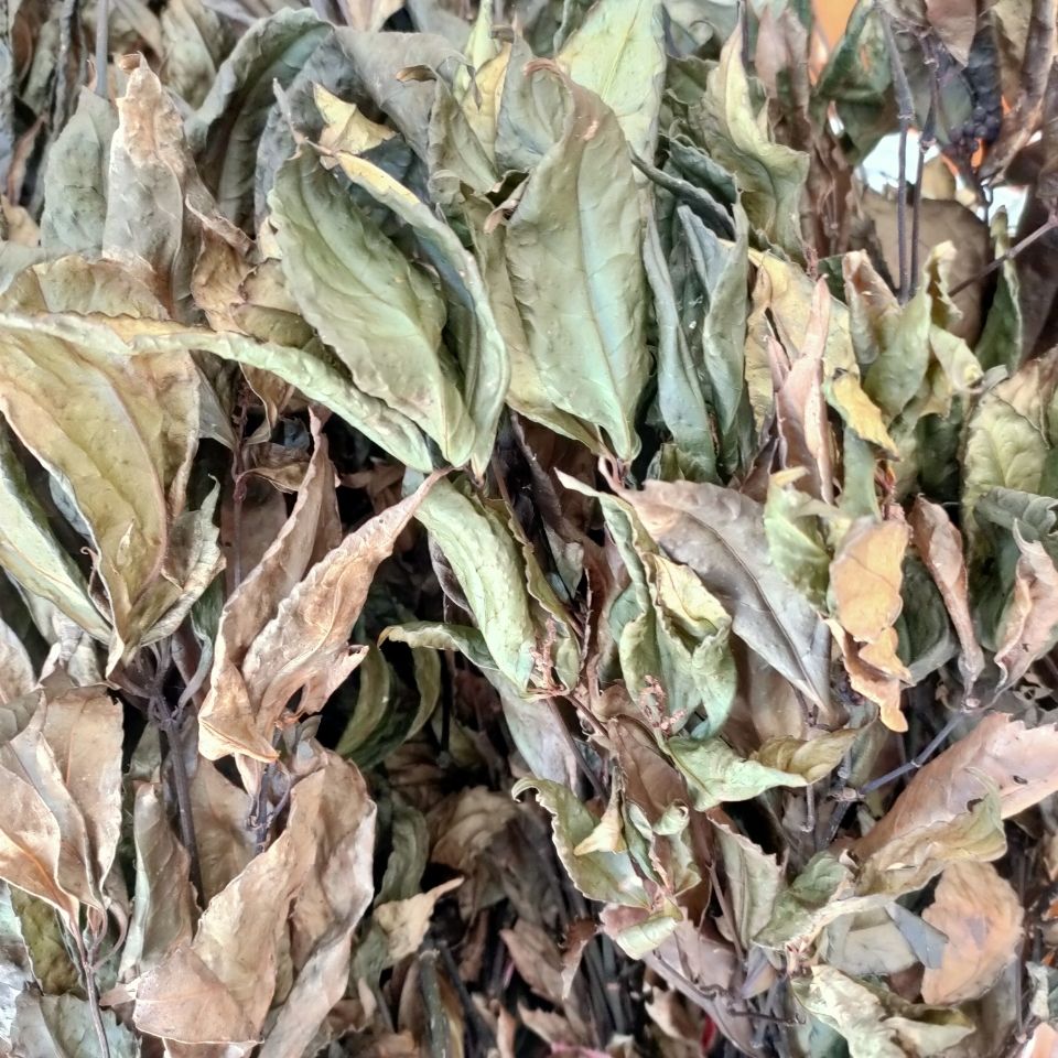 九节茶干肿节风接骨茶接骨金粟兰根干品中药材特级贵州野生节骨茶