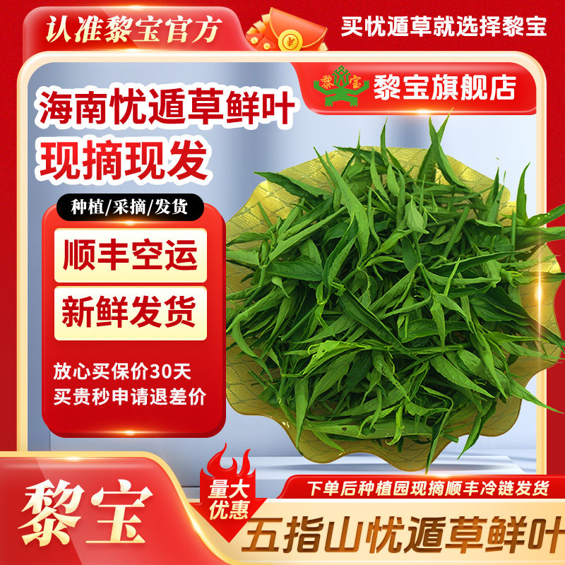 海南五指山新鲜忧遁草鲜叶鳄嘴花黎王草茶小叶种优盾草优顿草500g