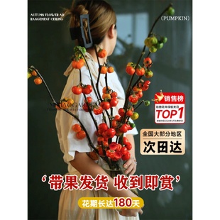 饰 小南瓜鲜花观赏插花花束水培干花切枝花卉室内好养秋冬绿植物装