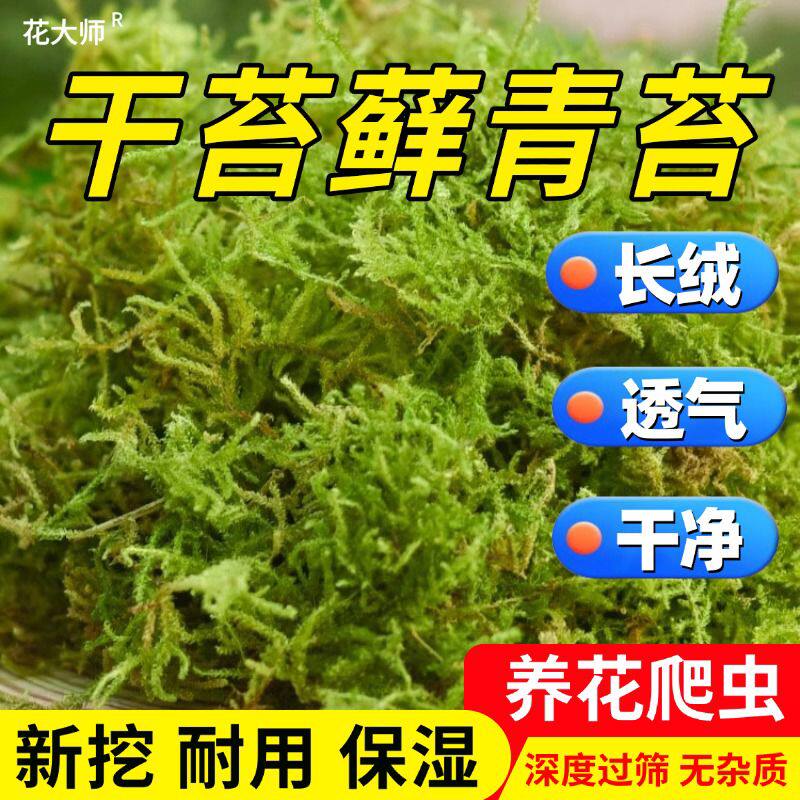天然干苔藓青苔养花专用兰花铺面花盆铺面苔藓水苔宠物垫材专