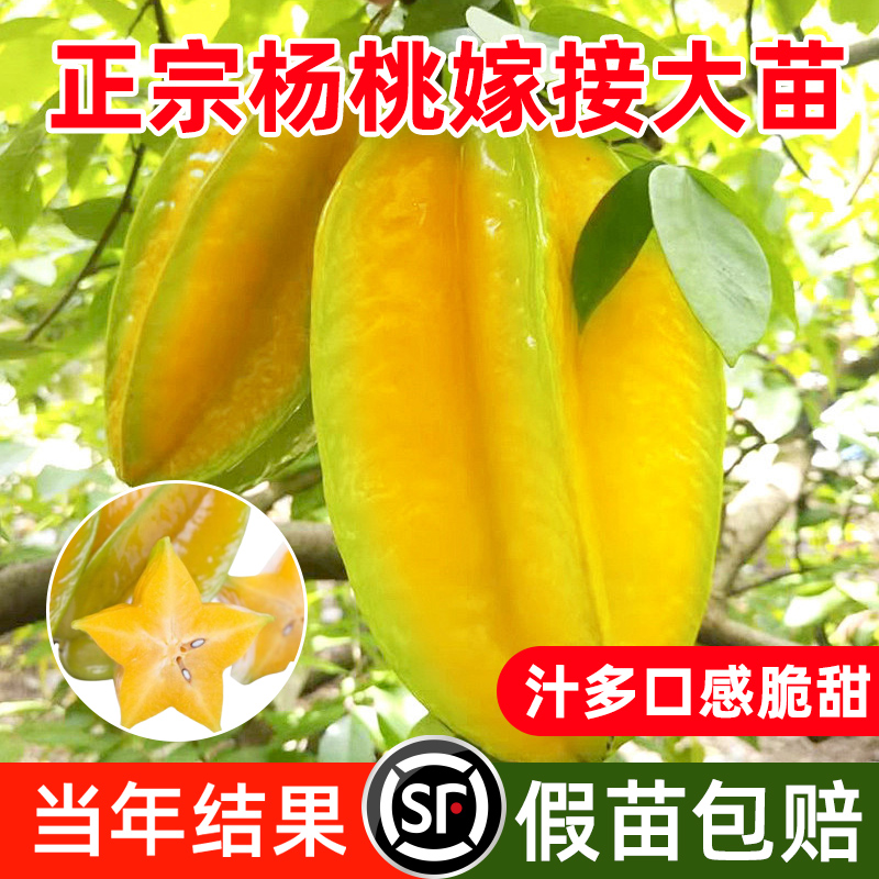 正宗嫁接杨桃树苗包成活包结果