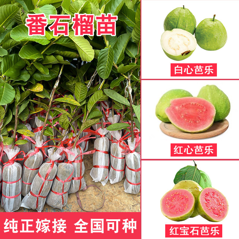 番石榴树果苗红心芭乐树苗南方种植庭院盆栽地栽四季果树当年结果,鲜花速递/花卉仿真/绿植园艺,果树,淘宝优惠券,粉丝福利购,淘宝优惠卷