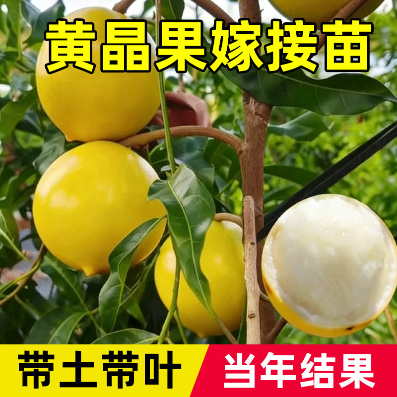 黄晶果树果苗黄金果苗久蜜冬蜜早熟盆栽嫁接四季当年结果南北方种