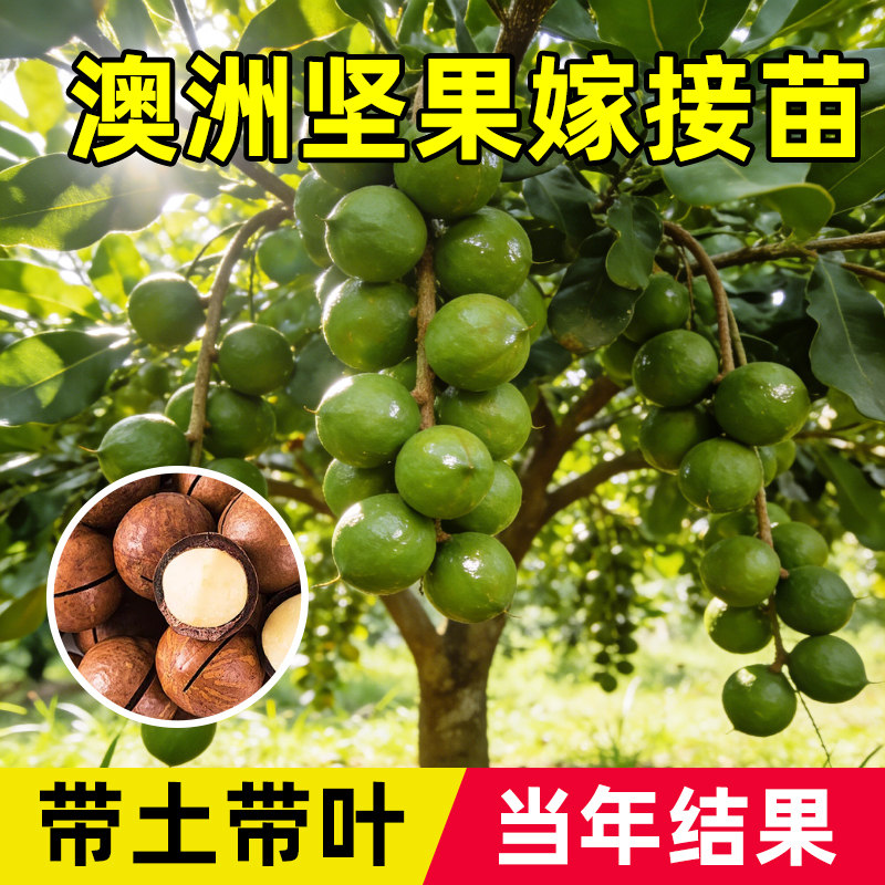 正宗坚果树苗夏威夷果苗嫁接澳洲坚果苗南方种植带土带叶当年结果