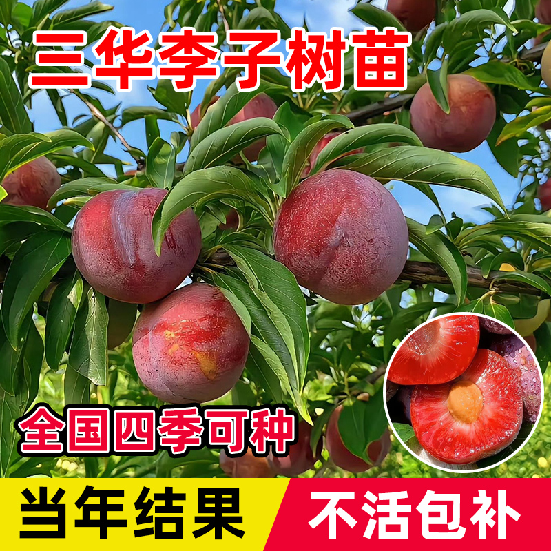 三华李子树苗新品种红心特大蜂糖李子嫁接树苗盆栽地栽南北方种植