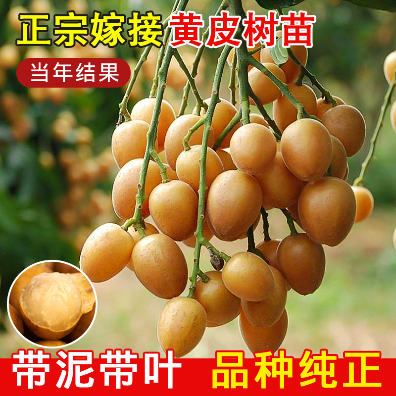 黄皮果树果苗鸡心无核贵妃黄皮果树嫁接苗黄皮果苗可盆栽地栽庭院