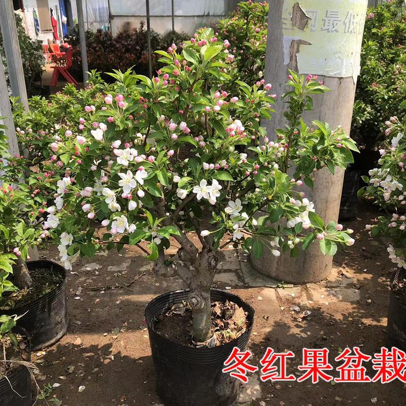 冬红果海棠树苗盆栽盆景老桩原盆土发货赏花冬天观果耐寒庭院阳台