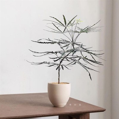 孔雀木绿植盆栽室内客厅办公室桌面植物小盆栽四季常青轻奢中古风