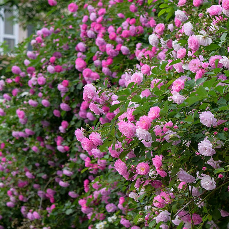 十姐妹蔷薇花苗爬藤月季阳台庭院花墙四季耐寒无刺蔷薇七姐妹粉色