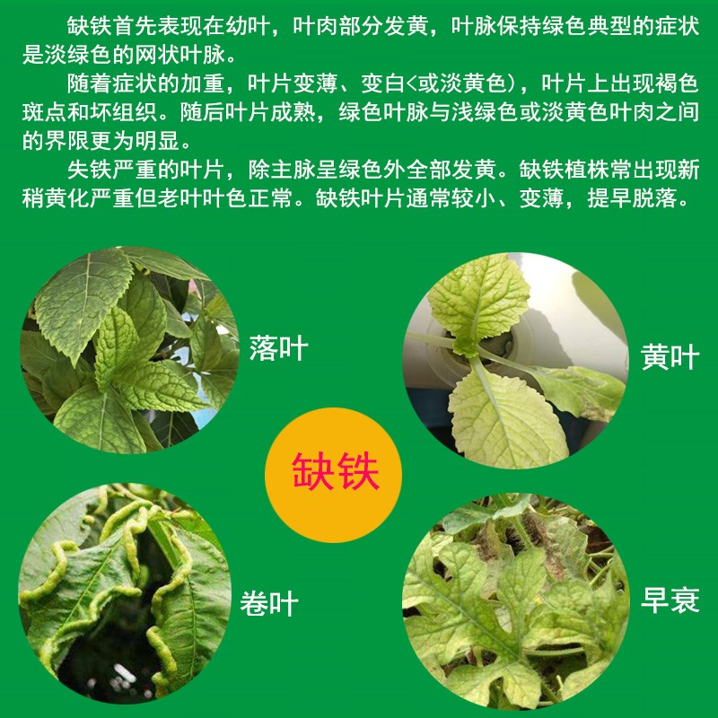 无土栽培蔬菜叶面肥生菜芹菜黄叶变绿花卉螯合铁EDTA浓缩液体肥