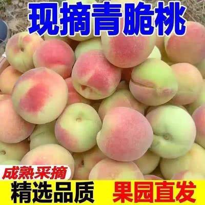 山东青州蜜桃冬雪水蜜桃特产新鲜时令水果当季现摘整箱脆桃毛桃子