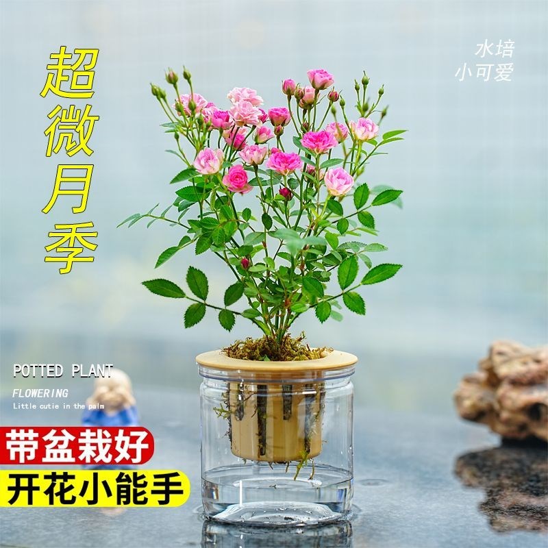 姬月季迷你小盆栽多头开花水培超微月季客厅办公室内桌面植物