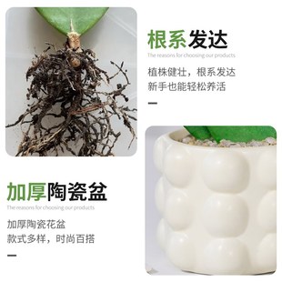 心叶球兰盆栽一片心多肉植物室内办公桌面小绿植仙人掌科两片真心