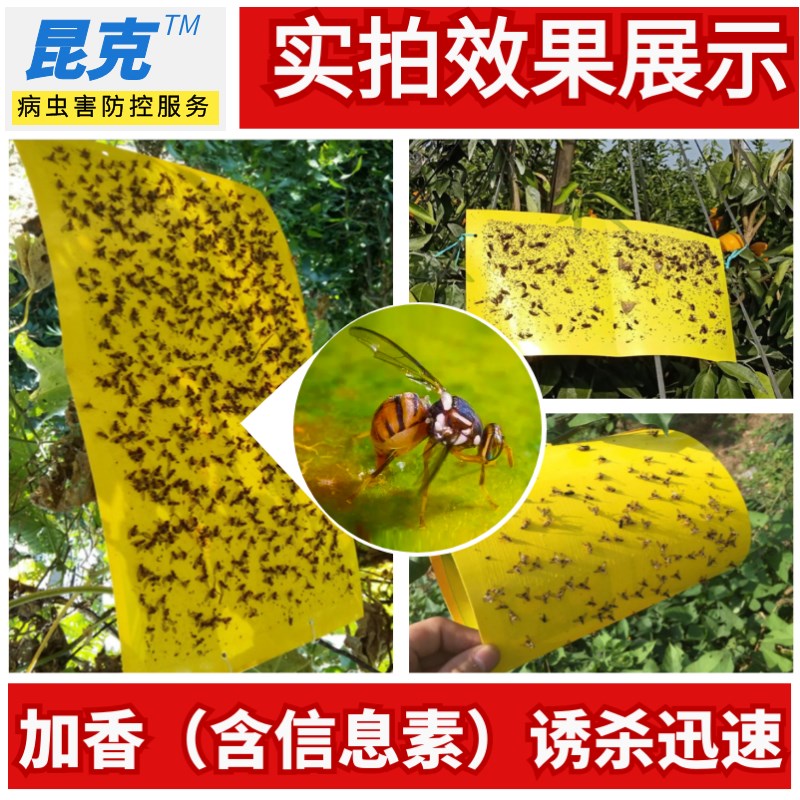 实蝇粘胶板针蜂贴粘虫板柑橘果蝇防虫葡萄灭虫黄板黄蜂割叶蜂沾板