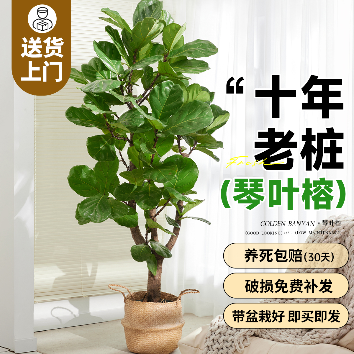 琴叶榕大型植物室内大号盆栽耐阴好养大叶老桩落地客厅高级感绿植