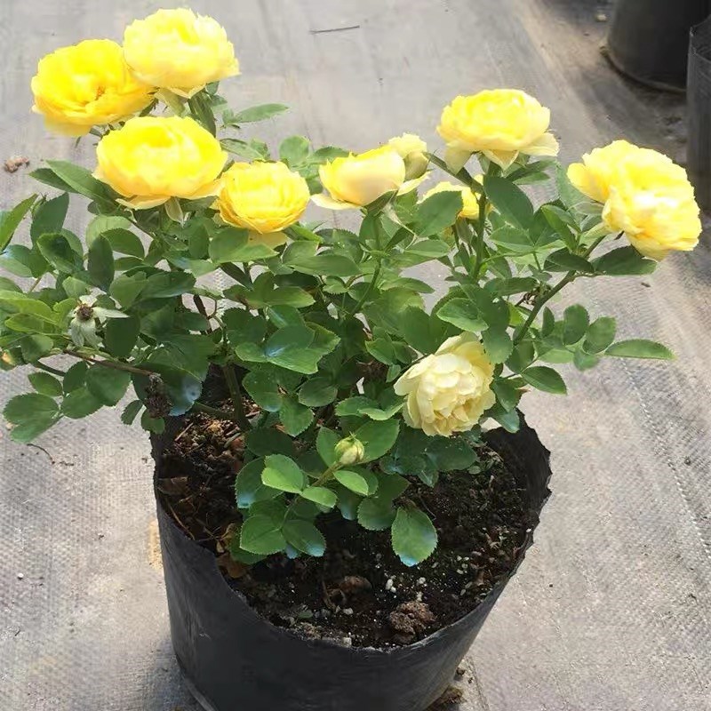 金丝雀月季四季开花灌木玫瑰阳台办公室蔷薇植物花卉好养带花发货