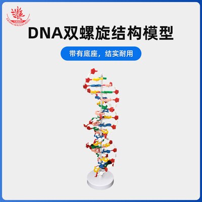 DNA双螺旋结构模型带底座60公分碱基对遗传基因生物教学仪器器材