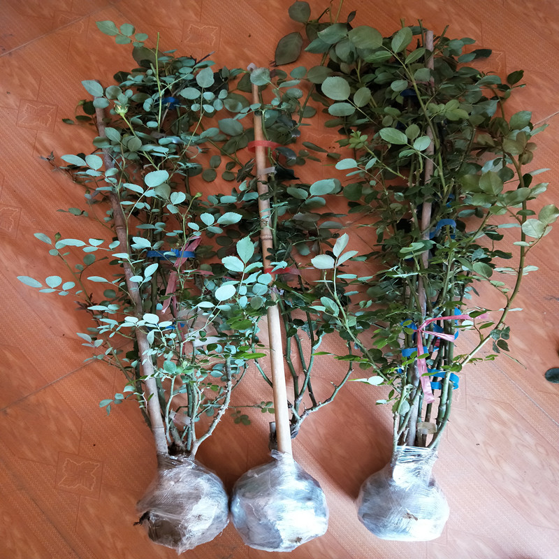 藤本多花蔷薇苗蔷薇花苗爬藤蔷薇欧月月季花别墅庭院阳台盆栽花卉