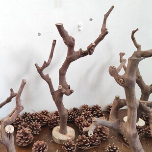 干树枝装饰天然树干枯木造景树杈支架展示架文玩挂架子造型放