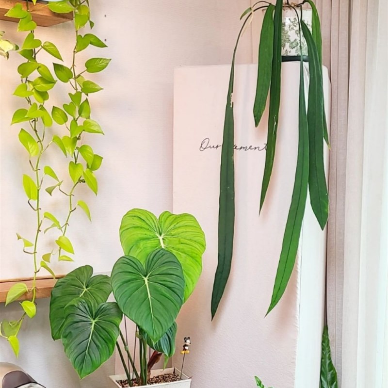 维塔领带花烛海芋蔓绿绒天南星科室内垂吊悬挂绿植盆栽火观叶植物