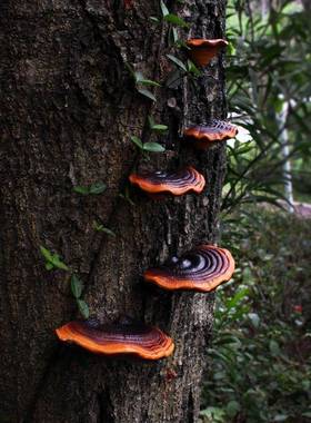 庭院布置仿真灵芝花园装饰品摆件户外阳台别墅蘑菇树挂树脂工艺品