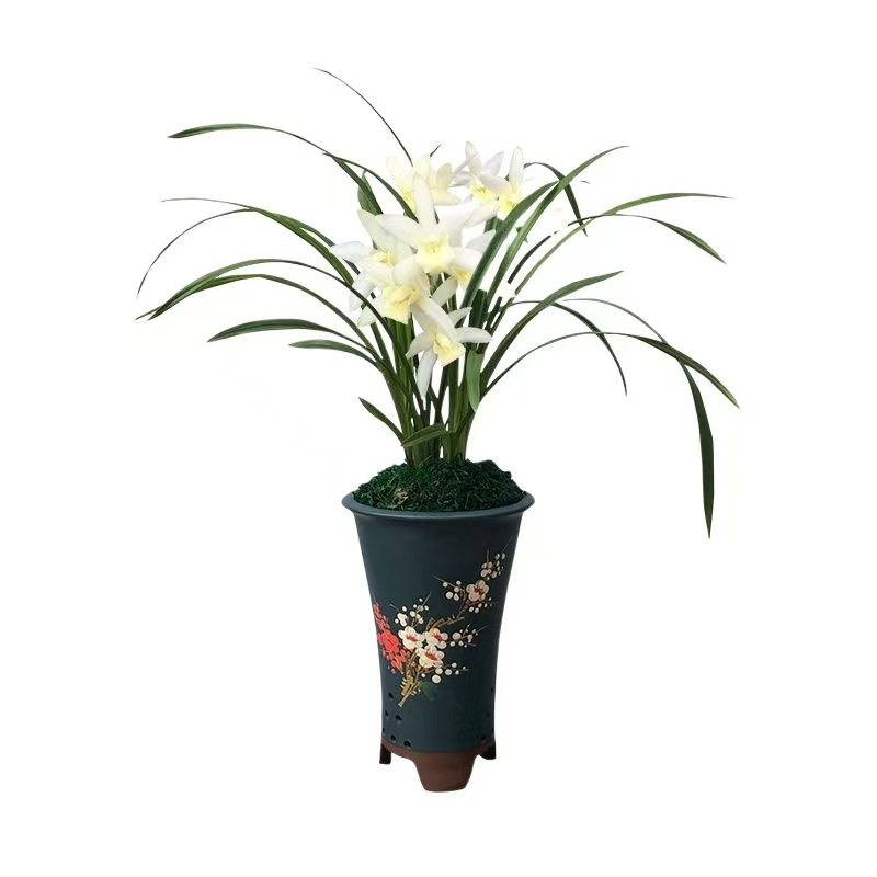 国兰/杂交兰/洋兰类