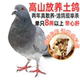 鸽子新鲜宰杀鲜活土鸽子农家散养鸽子肉炖煲汤乳鸽生鲜乳鸽子肉