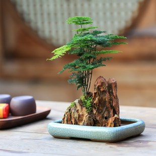 常青造型文竹盆栽茶台好养花卉盆景桌面 水培易活植物净化空气四季