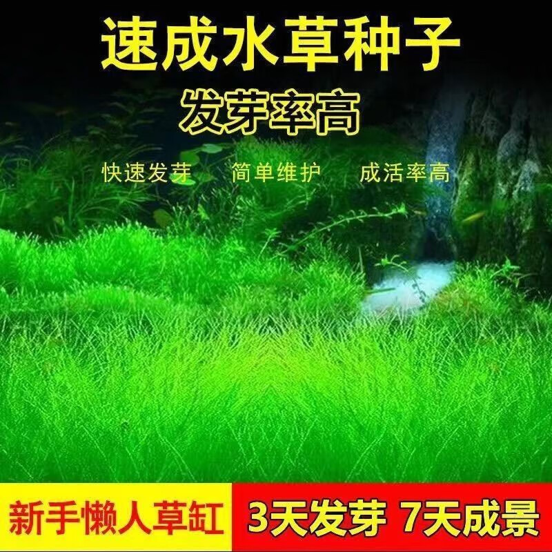 【可供京喜】水草种子水族鱼缸造景景观淡水植物对叶牛毛草小对叶