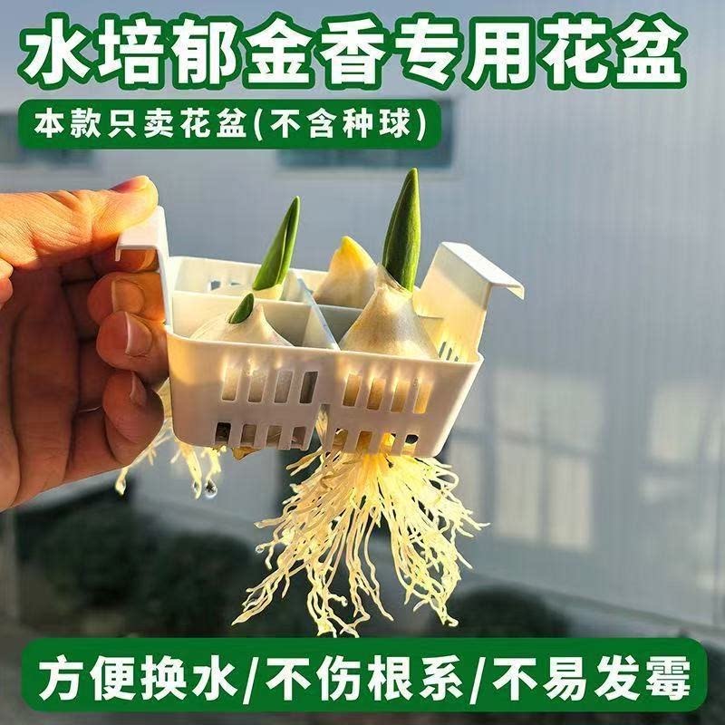 水培郁金香专用花盆透明塑料分格换水不伤根系花架新手推荐简单