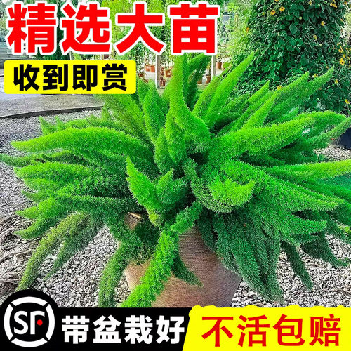 狐尾天门冬盆栽绿植四季常青耐热