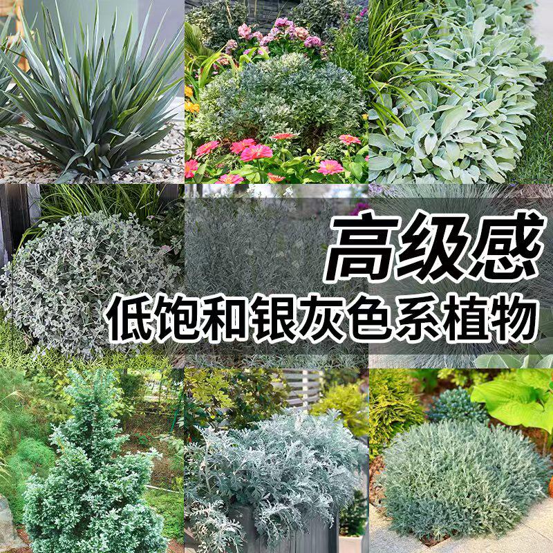 银灰色高级系列组合盆栽银香菊植物银叶菊庭院好养乌托邦山菅兰