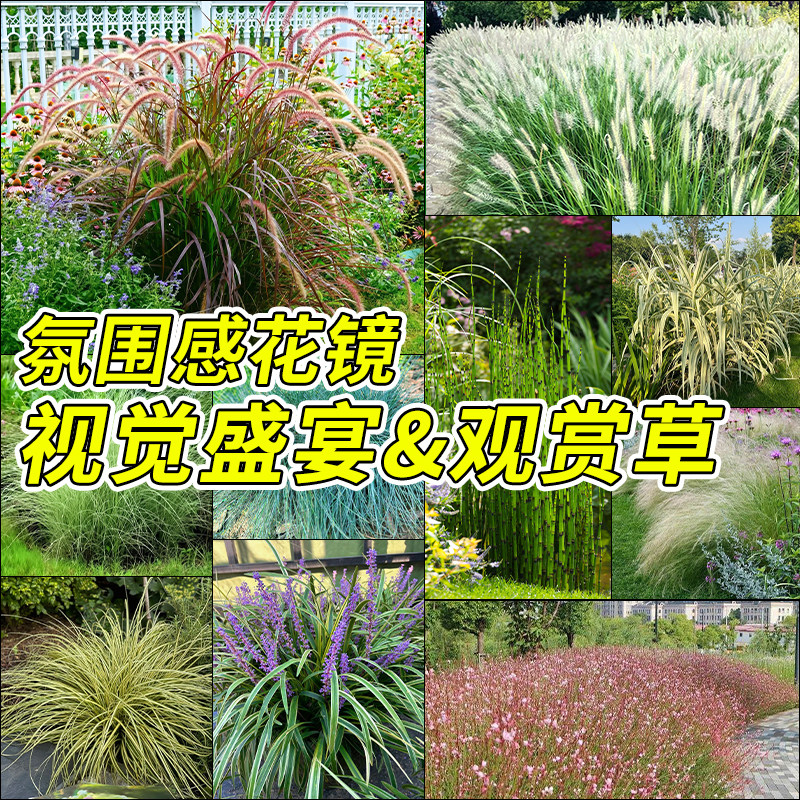 狼尾草盆栽花园庭院地栽花镜植物大苗耐热耐晒矮蒲苇细叶芒观赏草