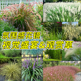 狼尾草盆栽花园庭院地栽花镜植物大苗耐热耐晒矮蒲苇细叶芒观赏草