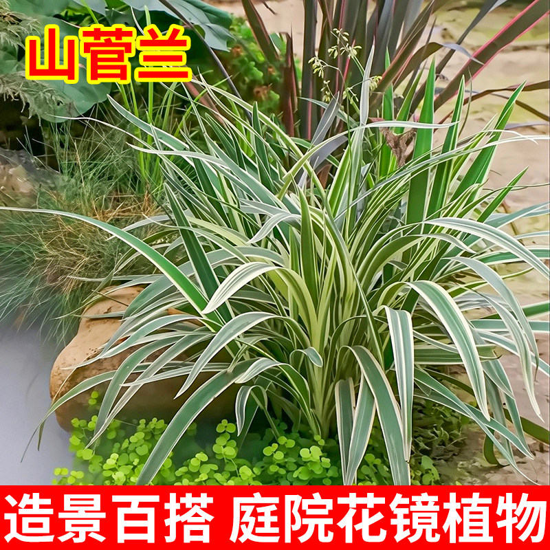 花叶山菅兰盆栽花卉多年生好养蓝叶乌托邦山菅兰庭院花园观叶植物,鲜花速递/花卉仿真/绿植园艺,时令草本花卉,淘宝优惠券,粉丝福利购,淘宝优惠卷