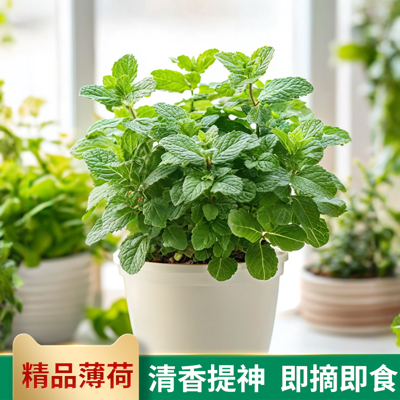 【爆款组合】薄荷+迷迭香盆栽